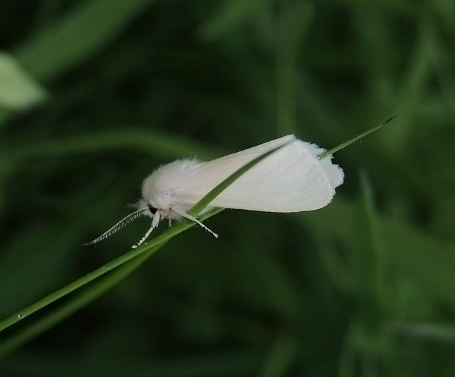 Hyphantria cunea Erebidae